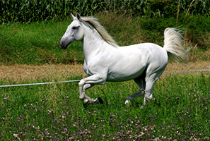 Lusitano 50  (21)